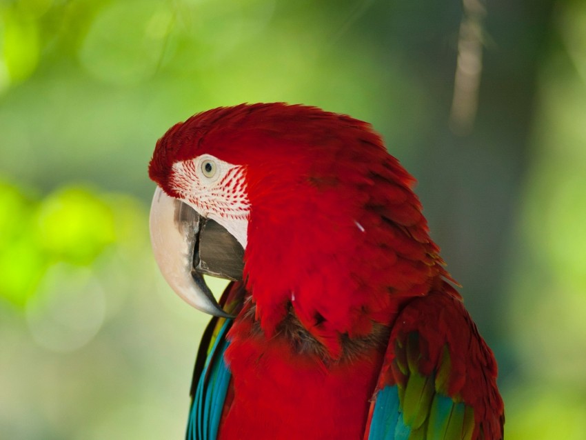 macaw, parrot, bird, color, red, wildlife