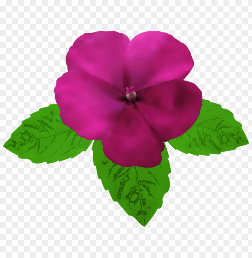 magenta flower png