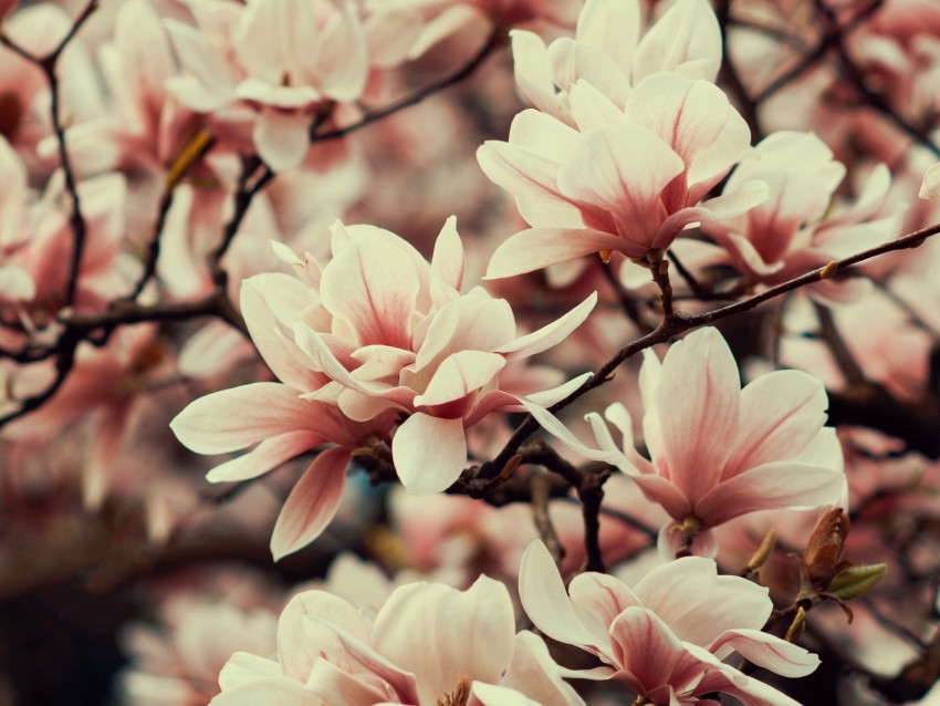 magnolia, flowers, branches, plant, flowering, spring