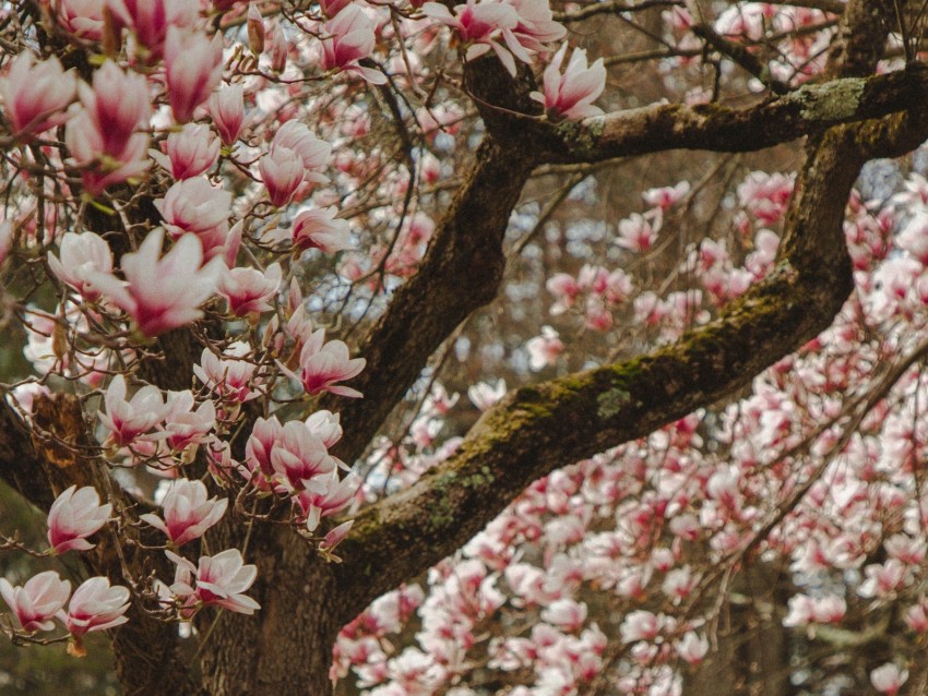 magnolia, tree, flowers, pink, bloom