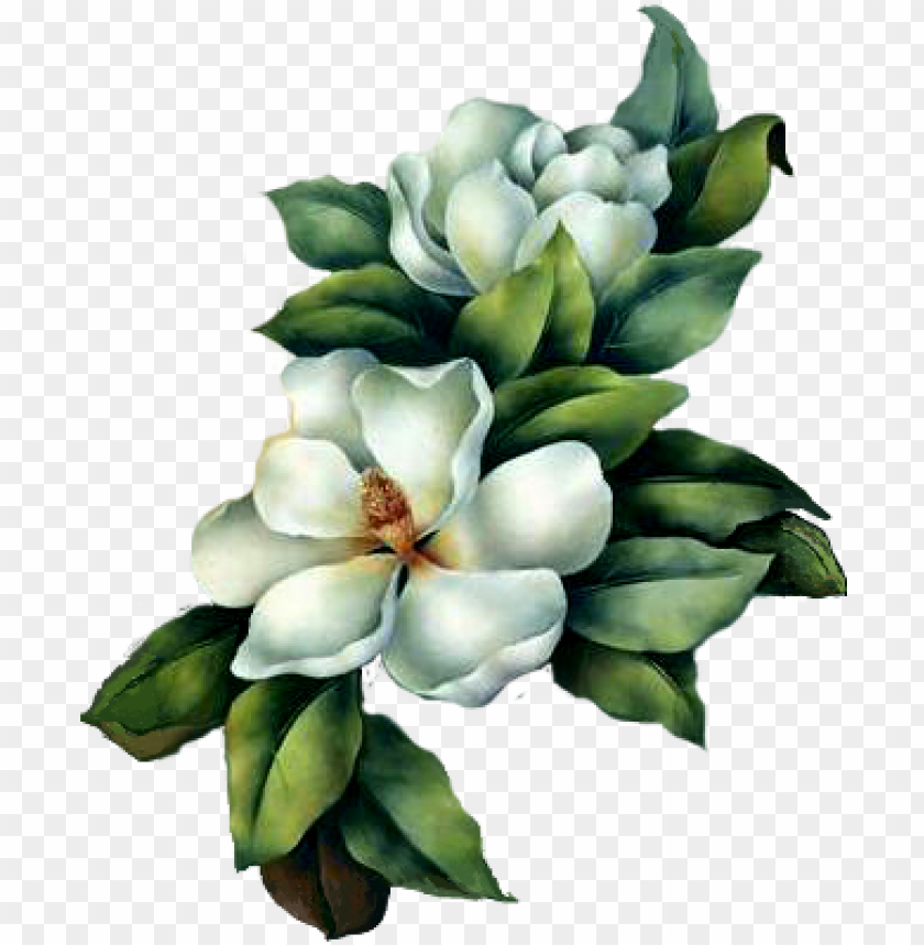 Download Magnolia White Magnolia Flower Painti Png Image With Transparent Background Toppng
