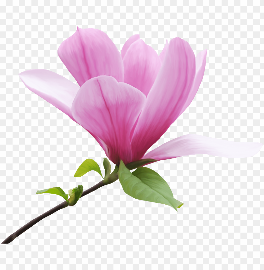 magnolia flower, cross, flowers, off road, fun, xmas, x-ray