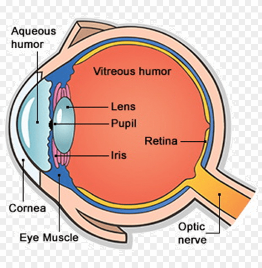 main parts of human eye PNG transparent with Clear Background ID 95542