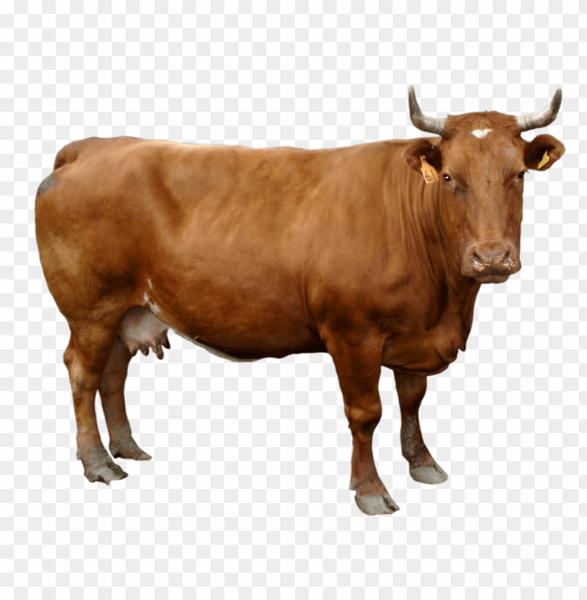 Male Cow Standing Png Images Background - Image ID 10030