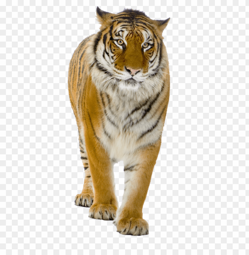 Download male yellow tiger png images background@toppng.com