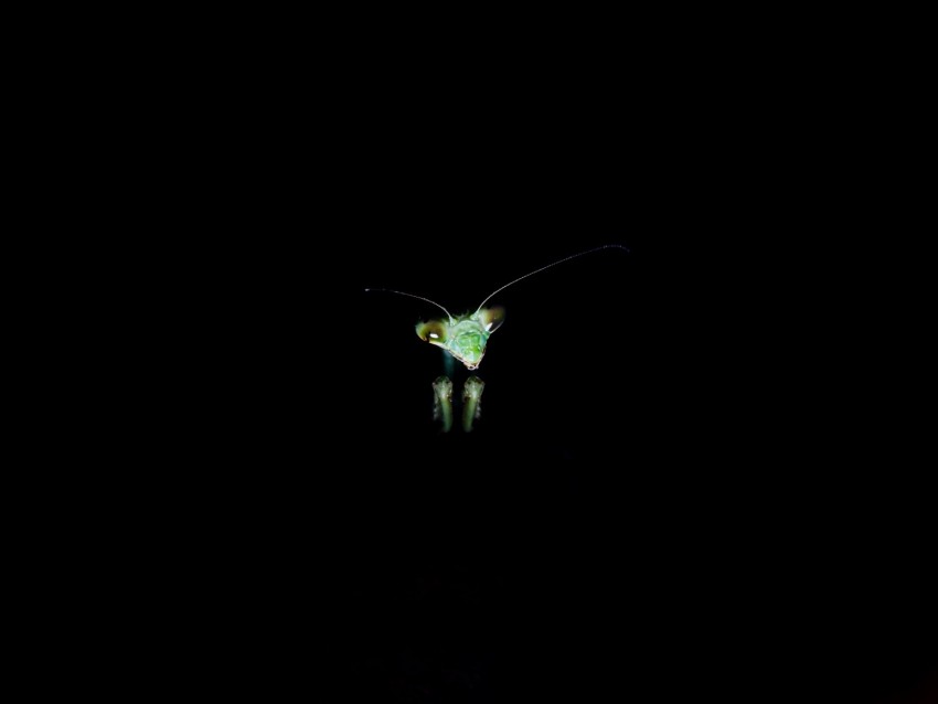 mantis, insect, dark background, eyes
