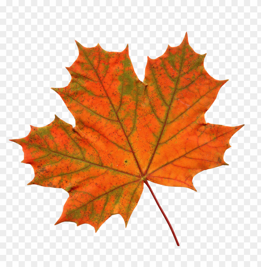 Download maple leaf png images background@toppng.com