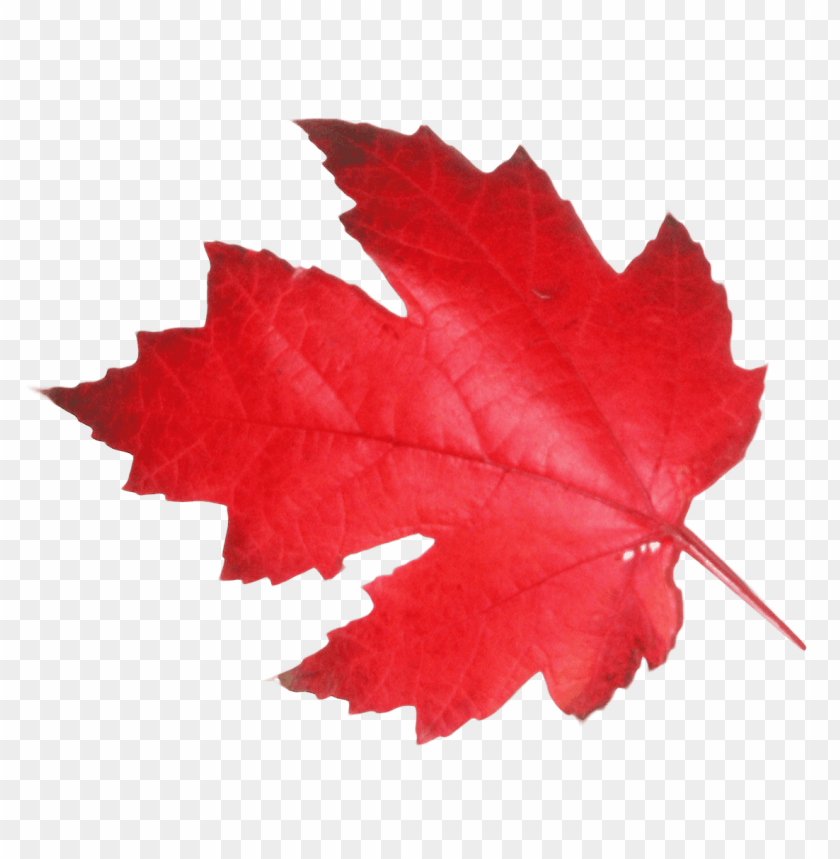 PNG image of maple leaf with a clear background - Image ID 25653