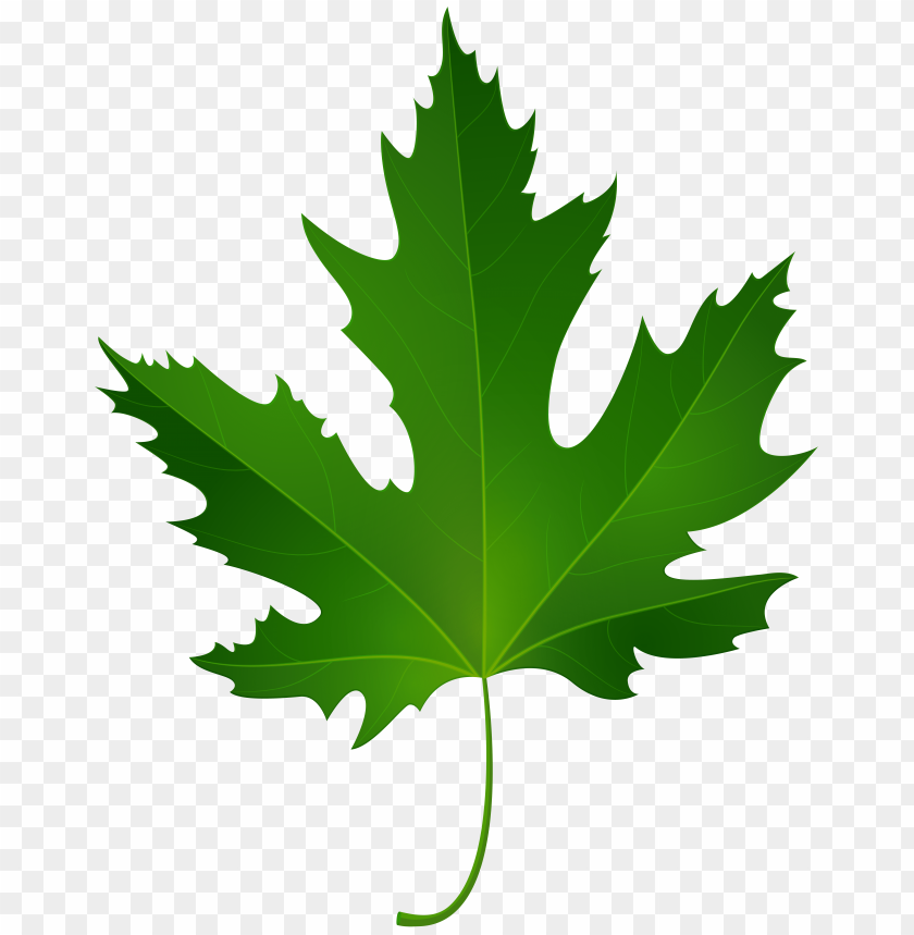 leaf, maple