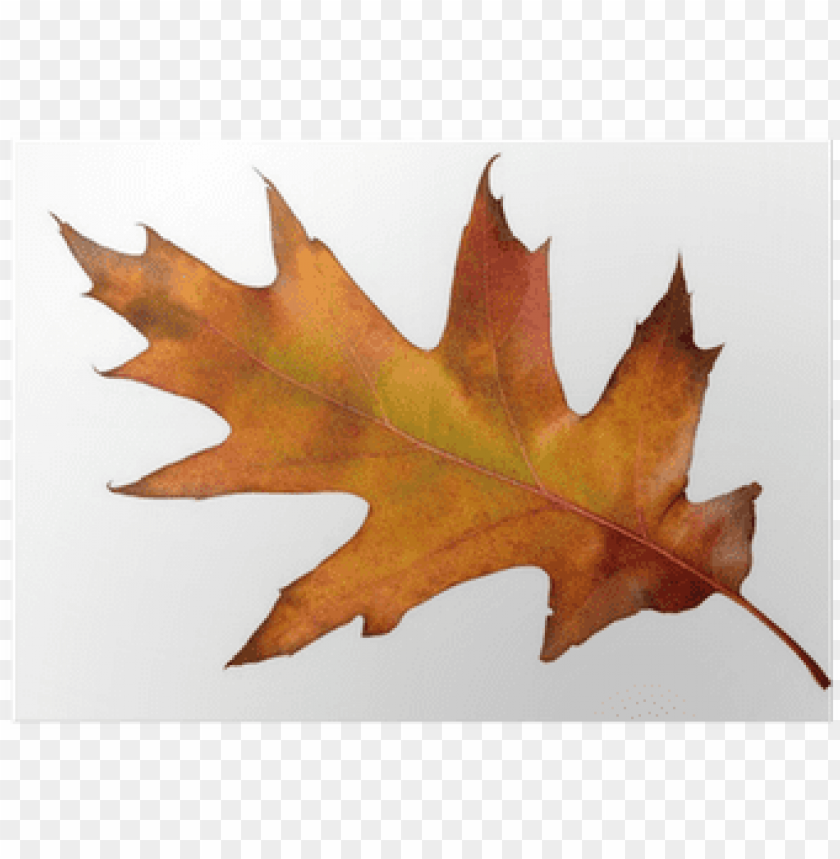 maple leaf PNG transparent with Clear Background ID 263419