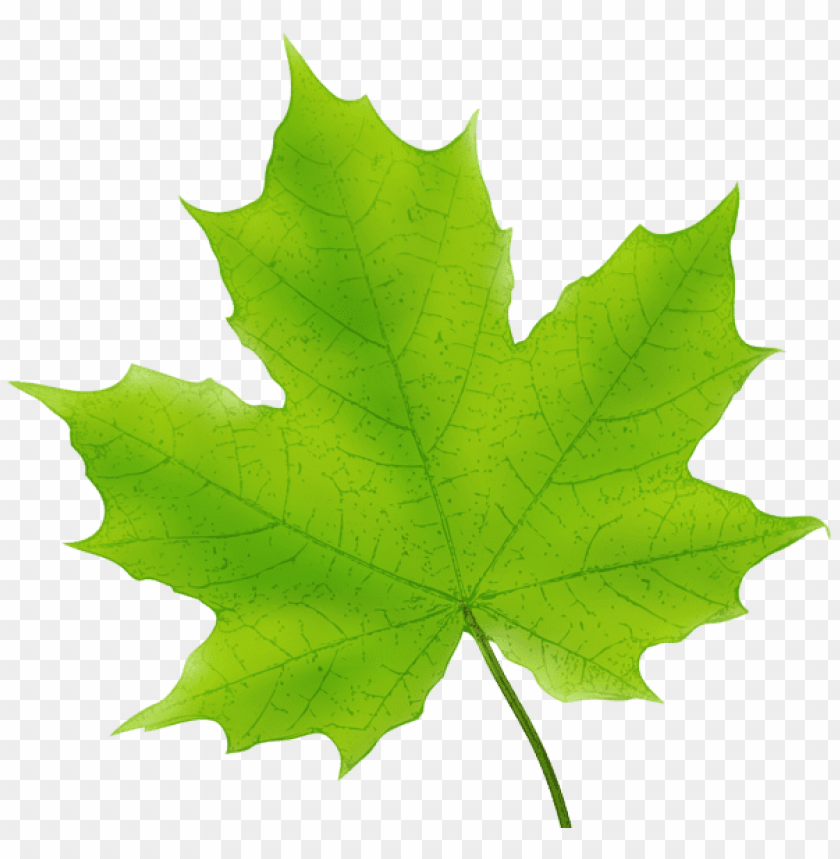maple leaf green clipart png photo - 45359