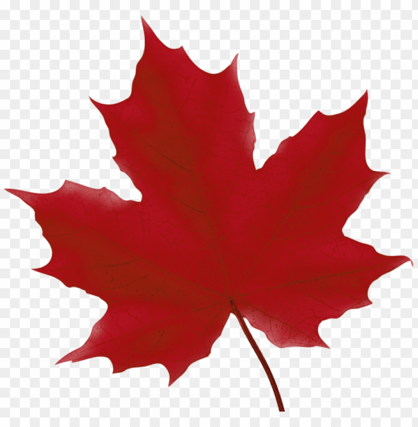 maple leaf red