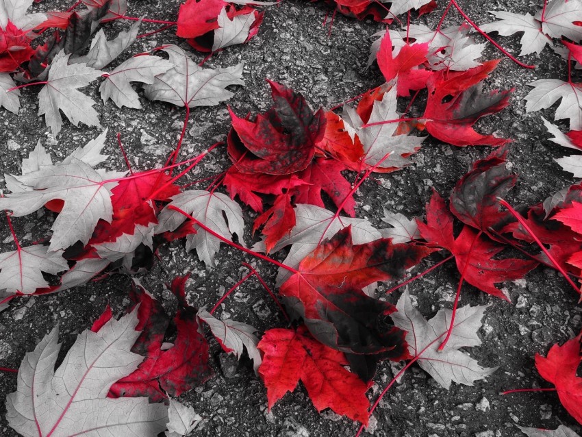 Maple Leaves Autumn Foliage Fallen Png - Free PNG Images