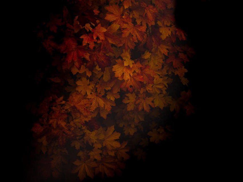 maple, leaves, dark, tree, autumn, shadow