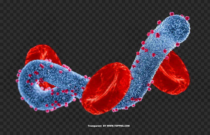 marburg virus images marburg virus transparent png , Marburg Virus, Virus, Deadly, Pathogen,corona,Virus png