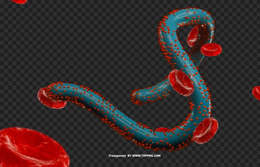 Marburg Virus Png Clipart Images