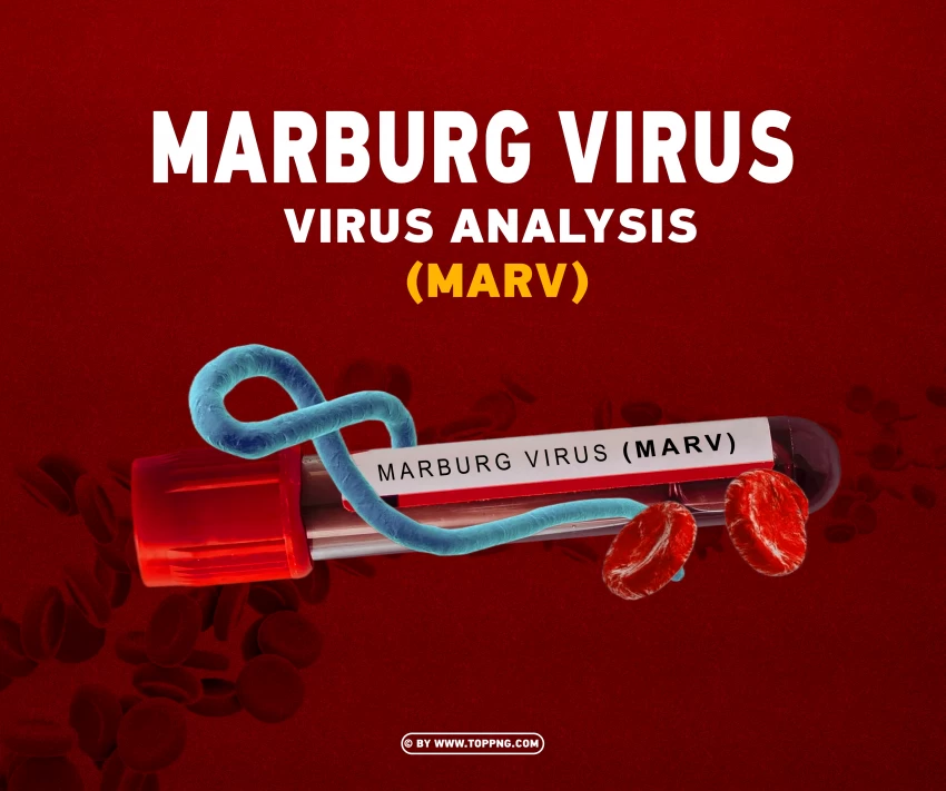 marburg virus virus analysis marv test blood , Marburg Virus, Virus, Deadly, Pathogen,corona,Virus png