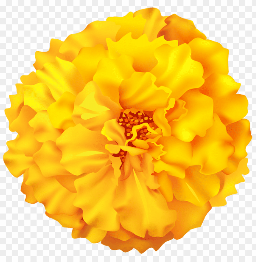 PNG image of marigold flower with a clear background - Image ID 44788