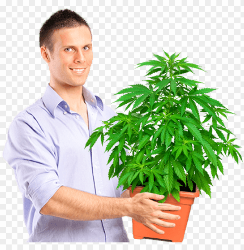 Marijuana University Graduate Holding Medium Size Plant - Guy Holding Weed Plant PNG Transparent With Clear Background ID 273307