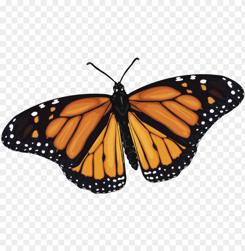Download Mariposa Monarca Monarch Butterfly Png Image With Transparent Background Toppng