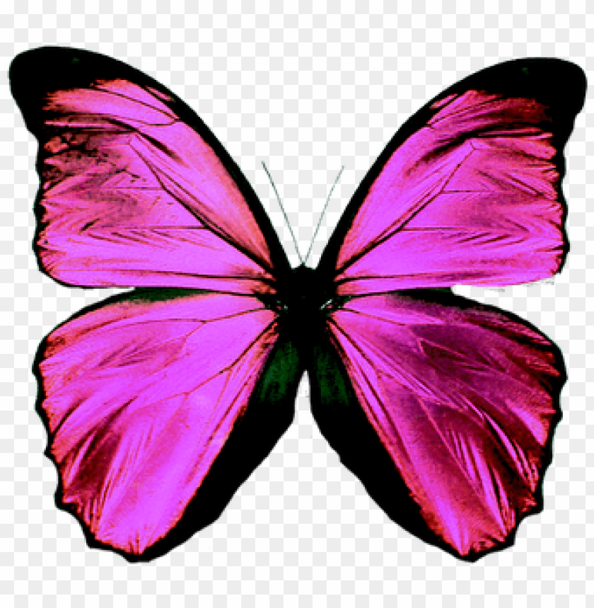 Розовые бабочки. Бабочки розово сиреневые. Разноцветные бабочки. Розовые бабочки на прозрачном фоне.
