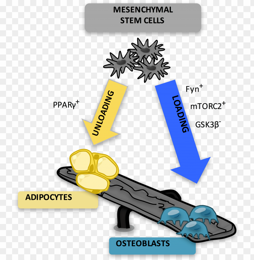 free PNG marrow adipocytes are derived from mesenchymal stem - adipocyte osteoblast PNG image with transparent background PNG images transparent