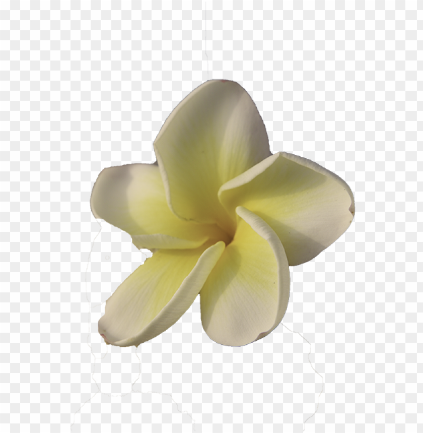 hawaii, flower, tropical, nature, flowers, plumeria, tropical flowers