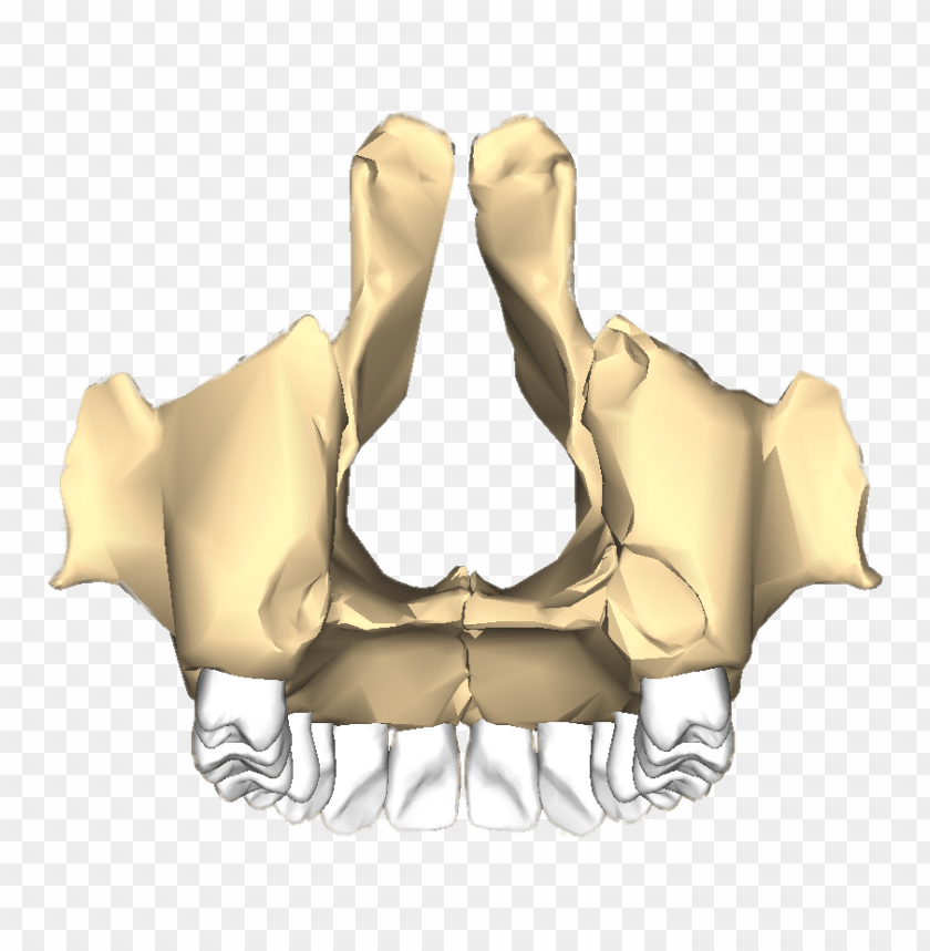 people, bones of the body, maxilla posterior, 