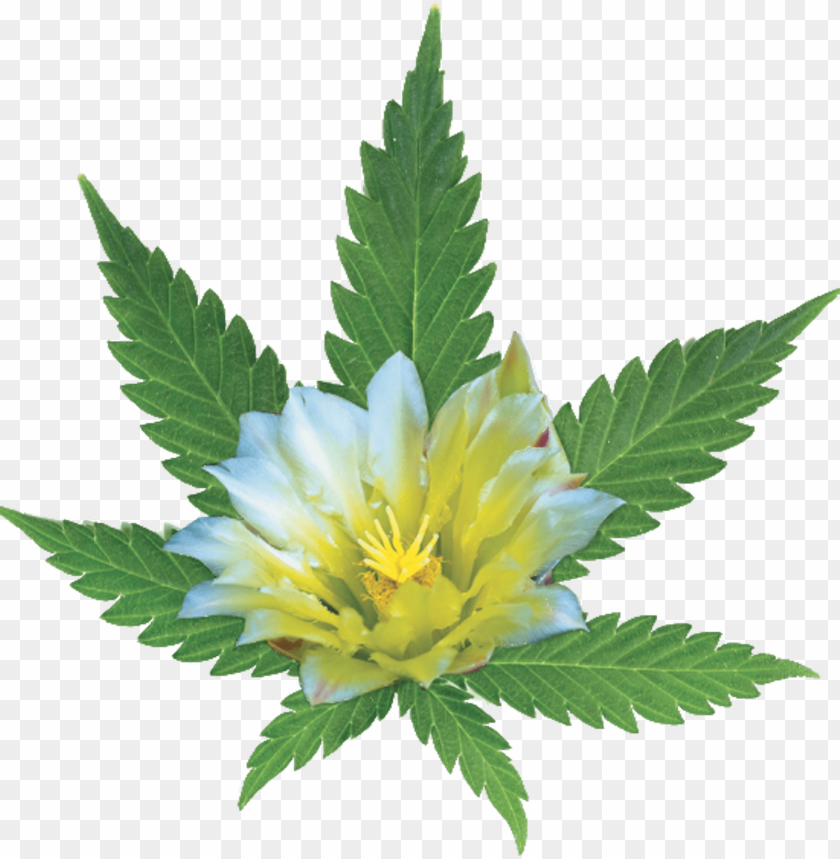 health, tree, weed, leaves, hospital, flower, cannabis