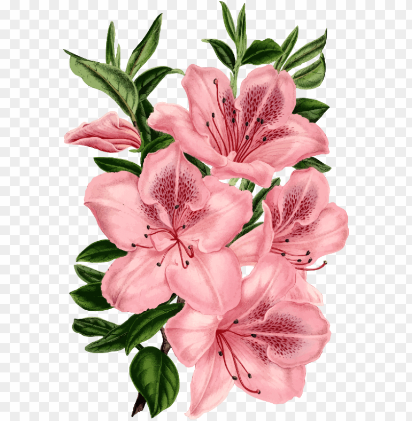 medium image drawing of pink flowers PNG transparent with Clear Background ID 216319