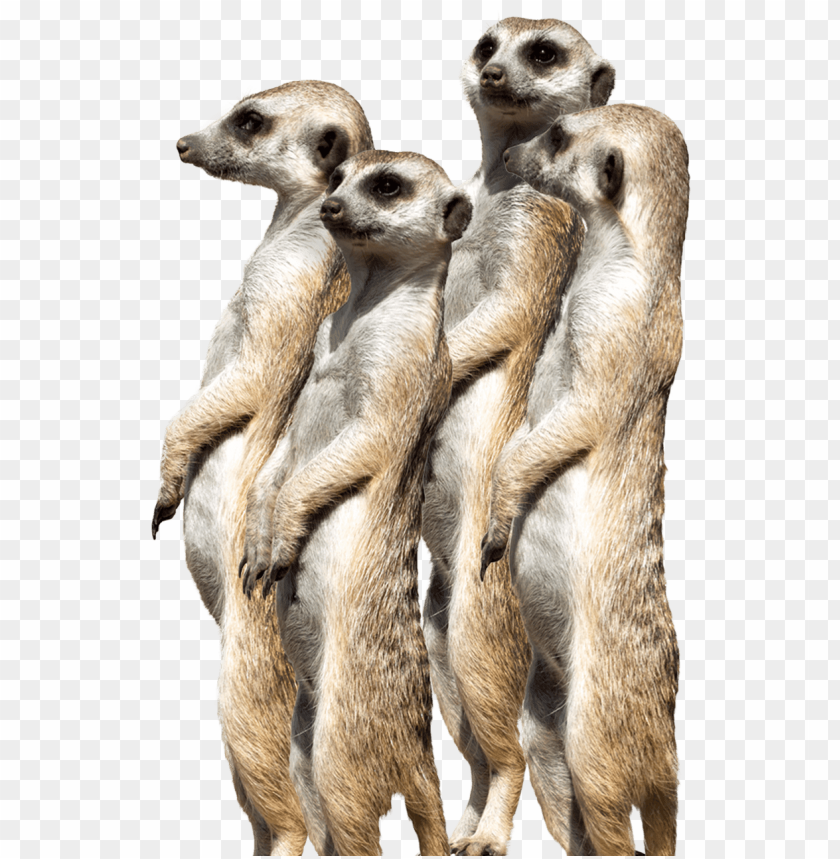 Meerkat PNG Image With Transparent Background | TOPpng