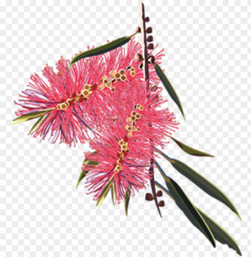 More Australian plants for Jess! #bottlebrush #kangaroopaws #acacia |  Botanical tattoo, Wildflower tattoo, Body art tattoos