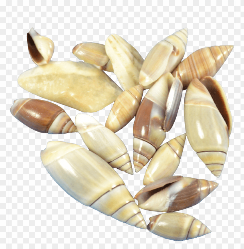 free PNG mexican olive craft seashell - mexican olive craft shells seashells .375-.75" gallo PNG image with transparent background PNG images transparent