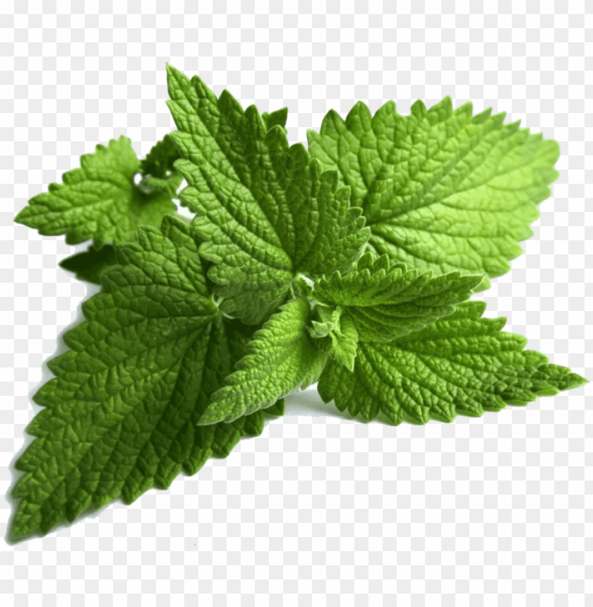 ming leaves mint leaves PNG transparent with Clear Background ID 279011