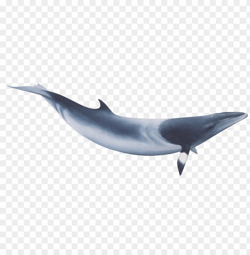 animals, sea animals, minke whale, 