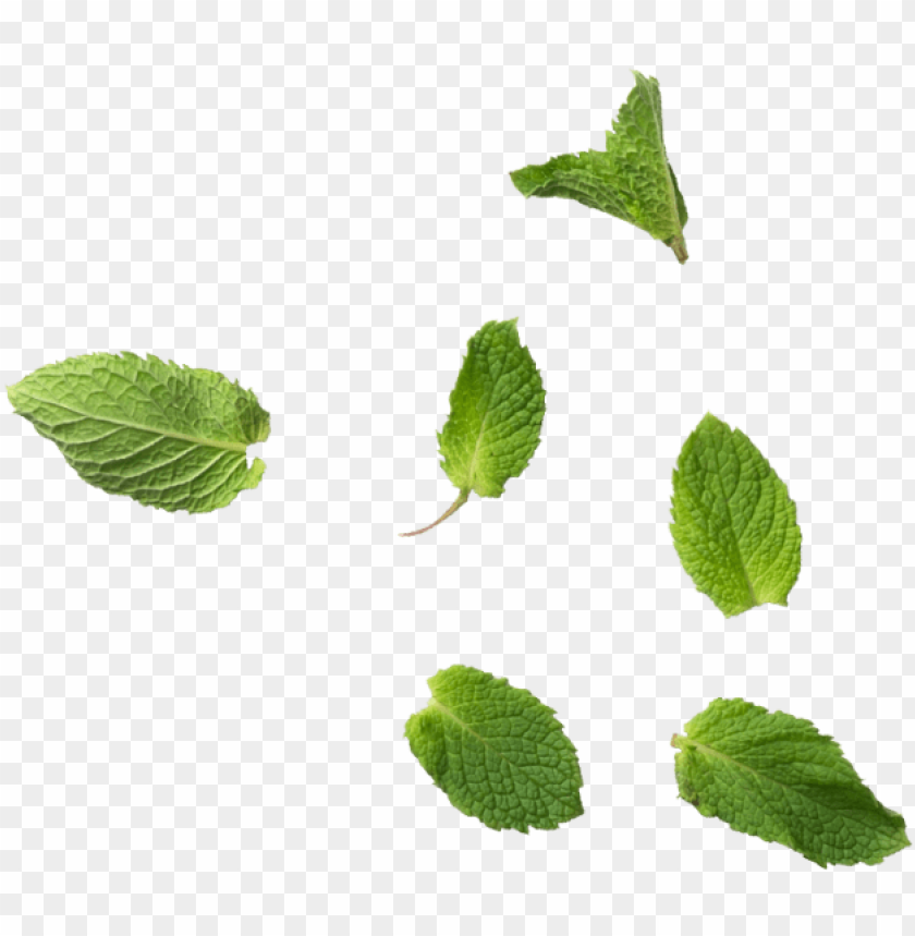 mint leaves - mint leaf PNG image with transparent background | TOPpng