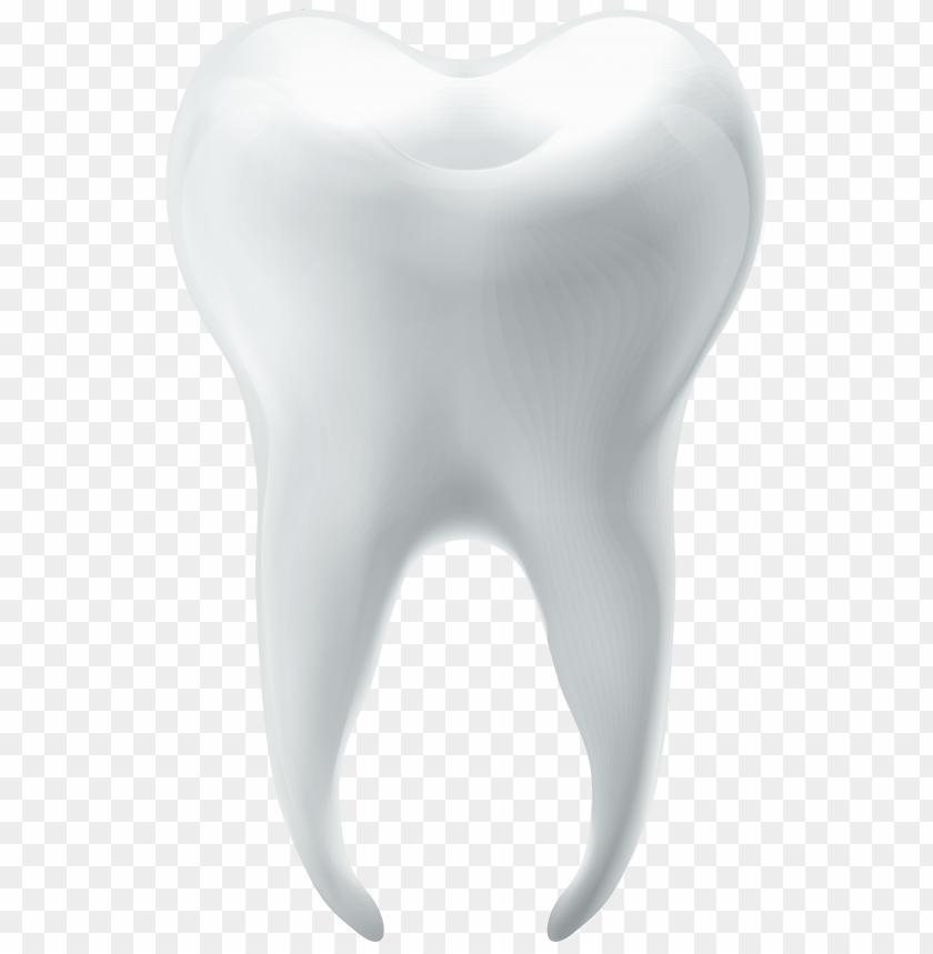 molar, tooth