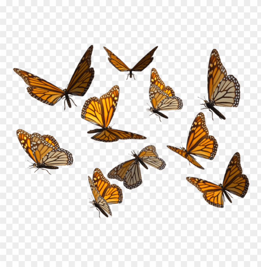 Monarch Butterfly PNG Image With Transparent Background