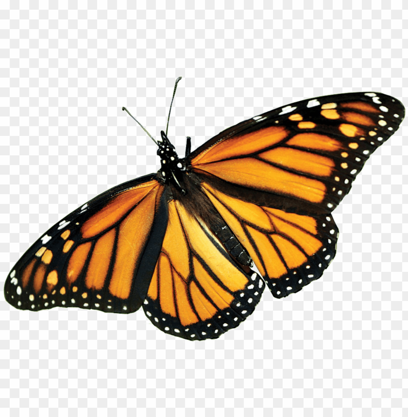 Free Free 243 Monarch Butterfly Svg Free SVG PNG EPS DXF File