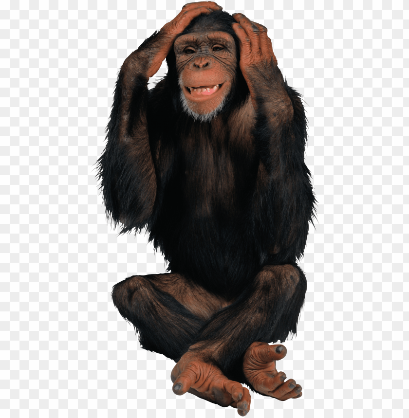 monkey PNG transparent with Clear Background ID 177469