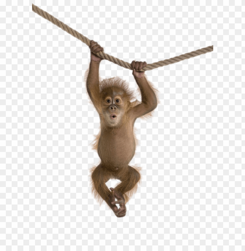 animals, monkeys, monkey on rope, 