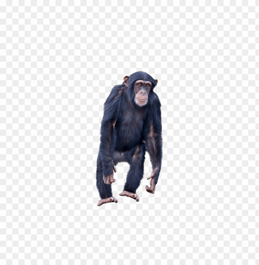 
monkey
, 
monkey standing
, 
ape
, 
black monkey
