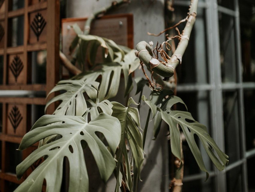 monstera, plant, exotic, tropical, decorative