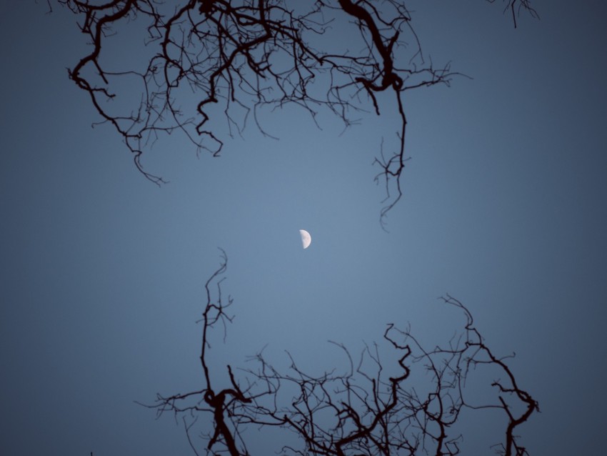 moon, branches, bottom view, night, sky