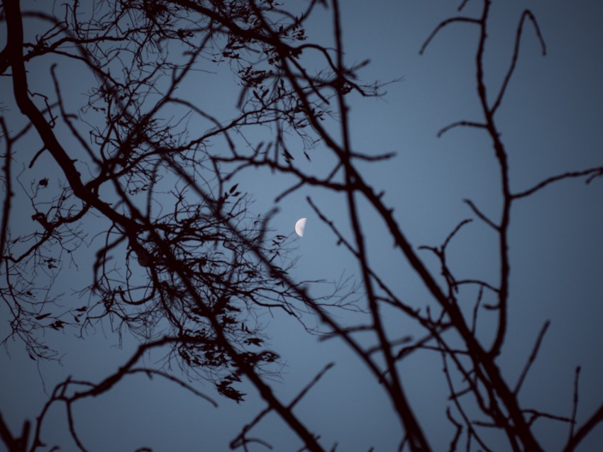 moon, branches, sunset, tree, sky