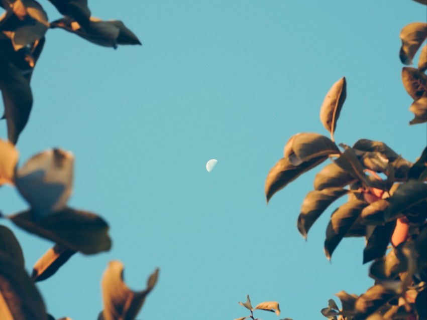 moon, dawn, branches, sky, blur