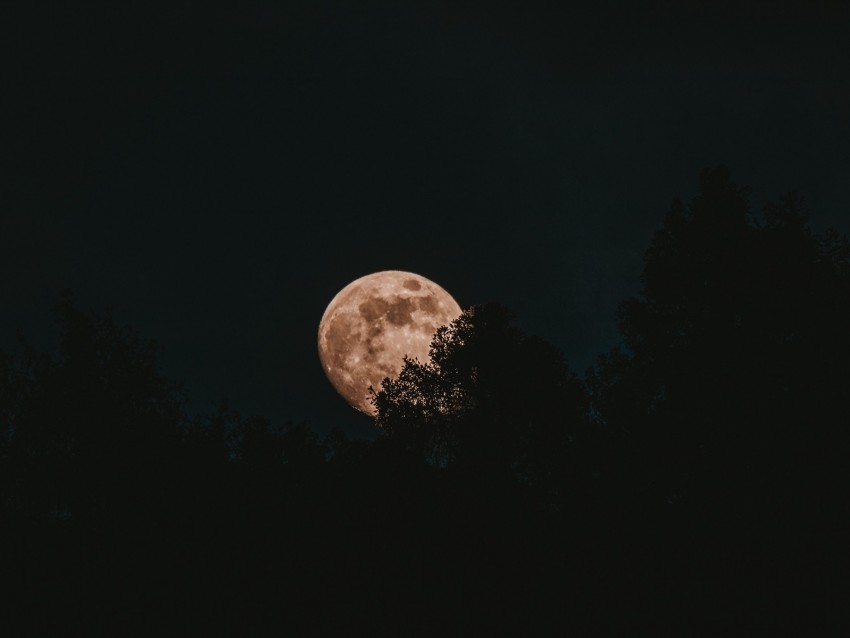 moon, full moon, trees, night