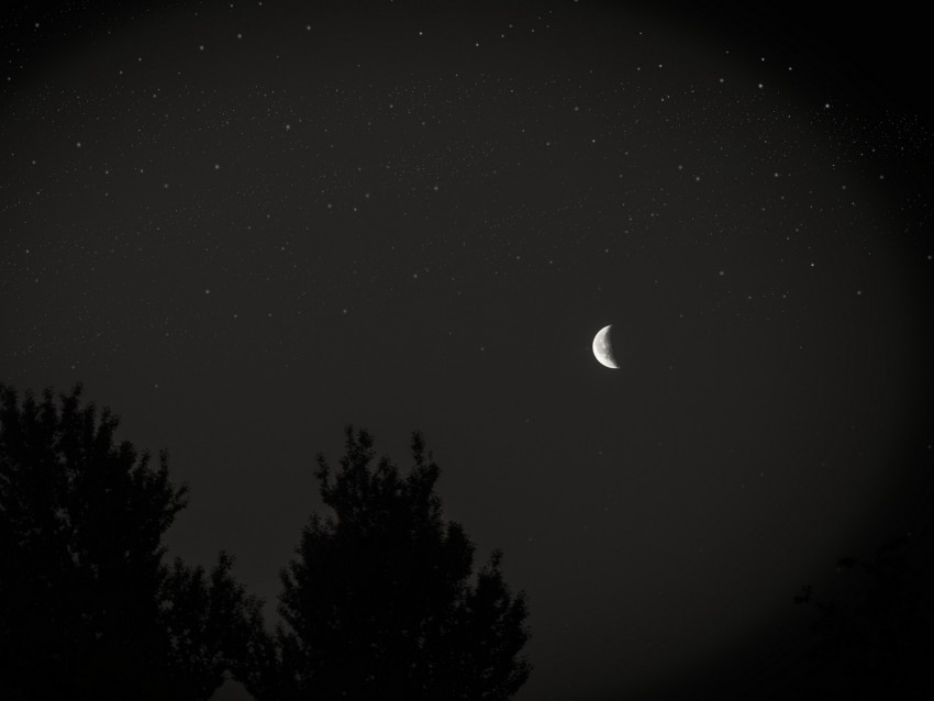 moon, night, sky, tree, stars, dark