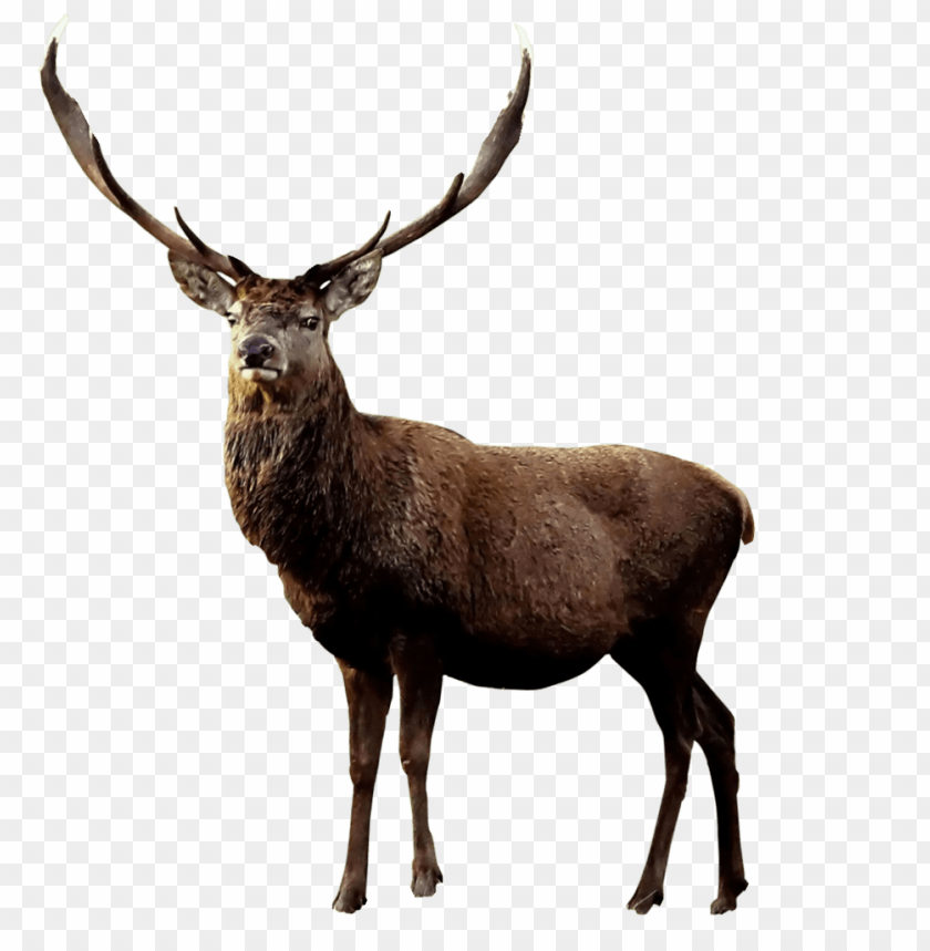 elk,moose,animals