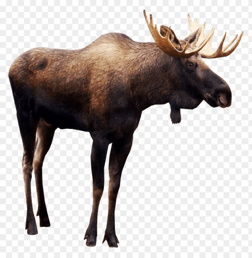 moose png images background - Image ID 37797